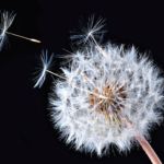 Three Illusions That May Prevent Your Deepest Wellbeing Three Illusions That May Prevent Your Deepest Wellbeing